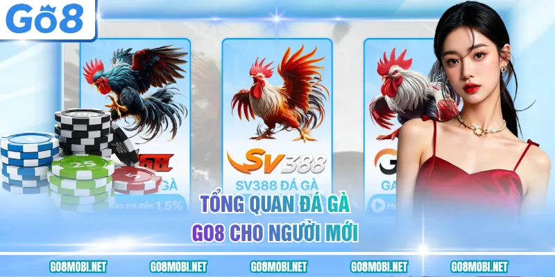 Tổng quan đá gà GO8 cho người mới